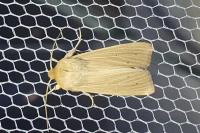 Mythimna pallens