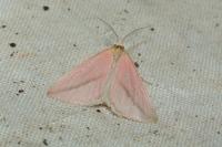 Rhodometra sacraria