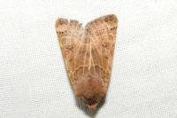 Anchoscelis lunosa