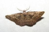 Selidosema taeniolaria