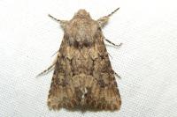 Luperina testacea