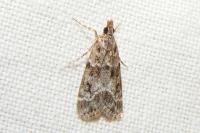 Eudonia mercurella