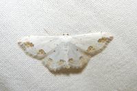 Scopula ornata