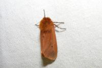 Phragmatobia fuliginosa