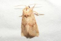 Luperina rubella