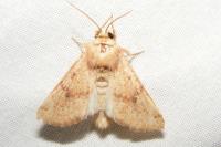 Luperina rubella