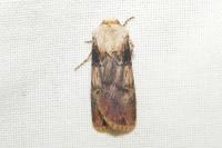 Agrotis puta