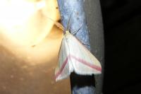 Rhodometra sacraria