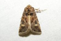 Leucochlaena oditis