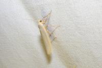 Eilema caniola