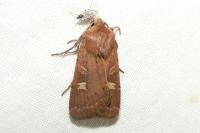 Xestia xanthographa