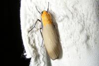 Lithosia quadra