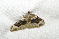 Epirrhoe galiata
