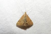 Pyrausta despicata