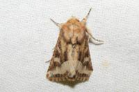 Luperina dumerilii