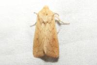 Mythimna vitellina