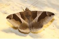 Dysgonia algira