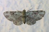 Pasiphila rectangulata