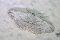 Idaea seriata