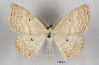 Scopula immutata