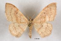 Idaea rubraria