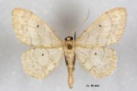 Idaea biselata