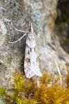 Eudonia angustea