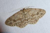 Ectropis crepuscularia
