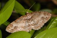 Paradarisa consonaria