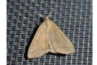 Herminia tarsipennalis