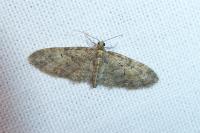 Eupithecia abbreviata/dodoneata