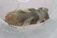 Noctua fimbriata
