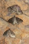 Triphosa dubitata