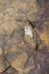Amphipyra effusa
