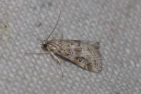 Hellula undalis