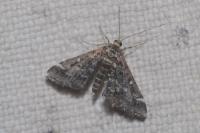 Diasemiopsis ramburialis