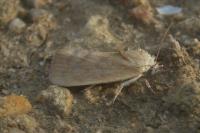 Earias insulana