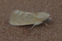 Earias insulana