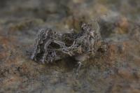 Thysanoplusia daubei