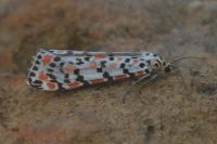 Utetheisa pulchella