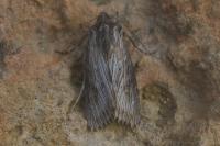Aporophyla australis