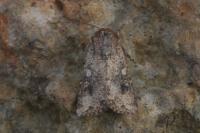 Mythimna languida