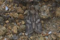 Dryobotodes tenebrosa