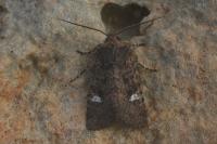 Dryobota labecula
