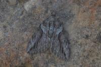 Thera cupressata