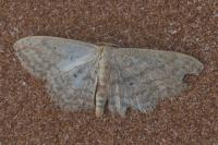 Scopula minorata