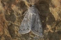 Aporophyla canescens