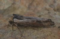 Xylena exsoleta
