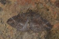 Catarhoe basochesiata