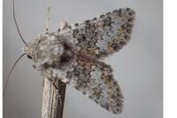Hecatera dysodea
